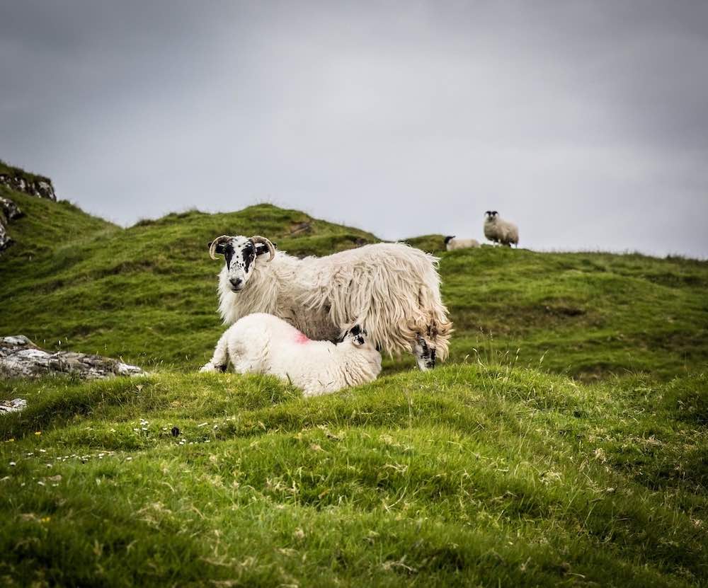 ovce s jehnětem na zelené louce