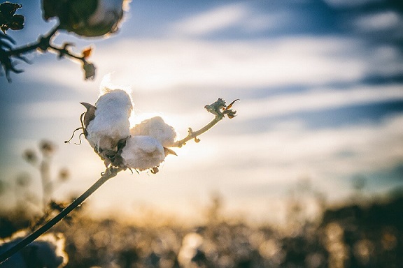 Mezi nevýhody bavlny patří mačkavost, pomalé schnutí a žmolky.