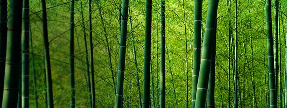 Seriál o materiálech: Bambus